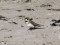 Eremophila alpestris