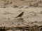 Eremophila alpestris
