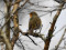 Erithacus rubecula