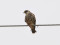 Falco vespertinus