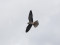 Falco vespertinus