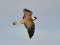 Falco vespertinus