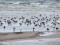Oystercatcher (Haematopus ostralegus) part of 370 birds flock, Kolka cape, Dundaga county, 03-Mai-2011. © Gaidis Grandans Haematopus ostralegus