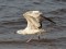 Larus cachinnans