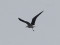 Larus fuscus