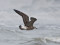 Larus fuscus