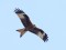 Milvus milvus