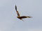 Milvus milvus
