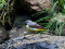 Motacilla cinerea