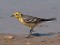 Citrine Wagtail (Motacilla citreola) F, Pekrags, Mersrags, 22-Mai-2011. © Janis Jansons Motacilla citreola