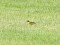 Black-headed Wagtail (Motacilla flava feldegg) Kolka, Dundaga county, 27-Mai-2011. © Gaidis Grandans Motacilla flava feldegg