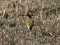 Motacilla flava feldegg