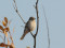 Muscicapa striata