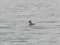 Red-crested Pochard (Netta rufina) F, Nagli fish ponds area, Kvapani, Rezekne county, 06-Mai-2011. © Sandris Rabkevics Netta rufina