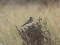 Oenanthe pleschanka