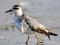 Phalaropus fulicarius
