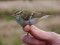 Phylloscopus inornatus