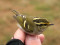 Phylloscopus proregulus