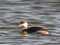 Podiceps auritus