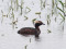 Podiceps auritus