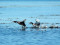 Podiceps auritus