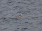 Podiceps auritus