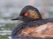 Podiceps nigricollis
