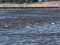 Pied Avocet (Recurvirostra avosetta) part of seven individuals flock, Liepaja lake, Grobina county, 06-Mai-2011. © Karlis Millers Recurvirostra avosetta