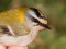 Regulus ignicapilla