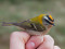 Regulus ignicapilla
