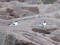 Sterna hirundo