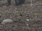 Turdus torquatus