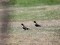 Turdus torquatus