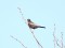 Turdus torquatus