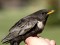 Ring Ouzel (Turdus torquatus) Kolka, Dundaga county, trapped for ringing, 7-Mai-2011. © Gaidis Grandans Turdus torquatus