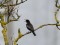 Turdus torquatus