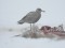 Larus hyperboreus