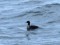 King Eider (Somateria spectabilis) 2cy M, Liepaja harbour N pier, Liepaja. 21.01.2011. © U. Piterans Somateria spectabilis